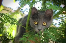 Dealing with Cat Allergies